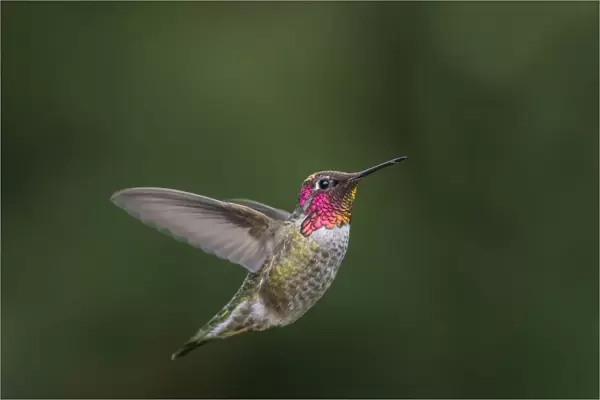 USA, Washington State. Male Annas Hummingbird (Calypte anna) displays its gorget