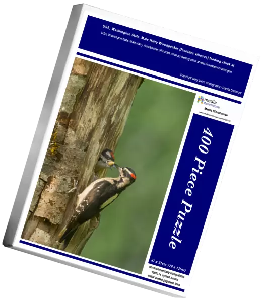 USA, Washington State. Male Hairy Woodpecker (Picoides villosus) feeding chick at