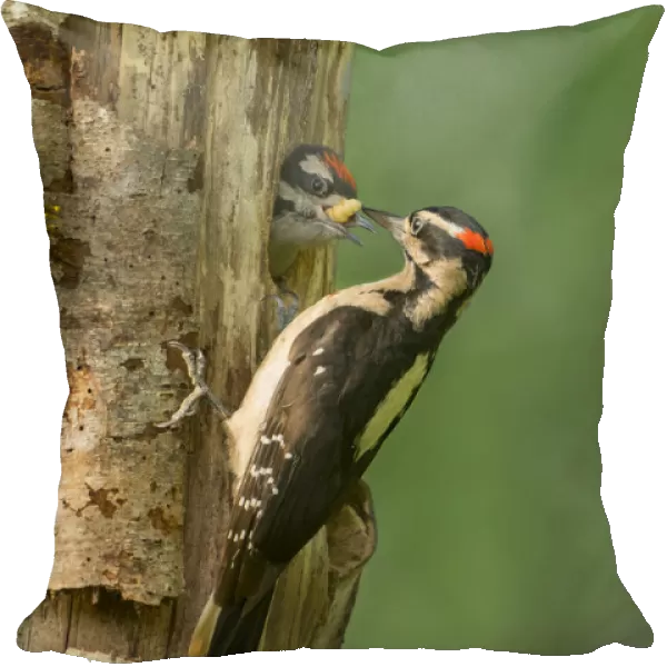 USA, Washington State. Male Hairy Woodpecker (Picoides villosus) feeding chick at