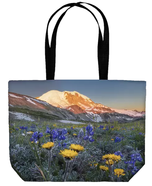 USA, Washington State. Alpine wildflowers Dwarf Lupine (Lupinus lepidus), Tolmies Saxifrage