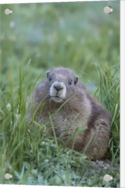 USA, Washington State. Endemic Olympic Marmot (Marmota olympus) juvenile near Hurricane Ridge