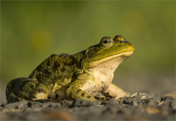 USA, Washington State. (Introduced) American Bullfrog (Lithobates catesbeianus)
