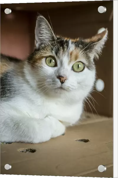 Calico cat relaxing inside of her cardboard box hiding place. (PR)