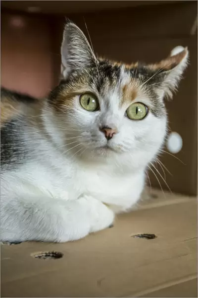 Calico cat relaxing inside of her cardboard box hiding place. (PR)