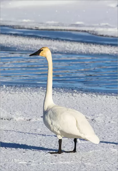 USA, Wyoming, Jackson Hole, Flat Creek. Adult Trumpeter Swan standing on a frosty