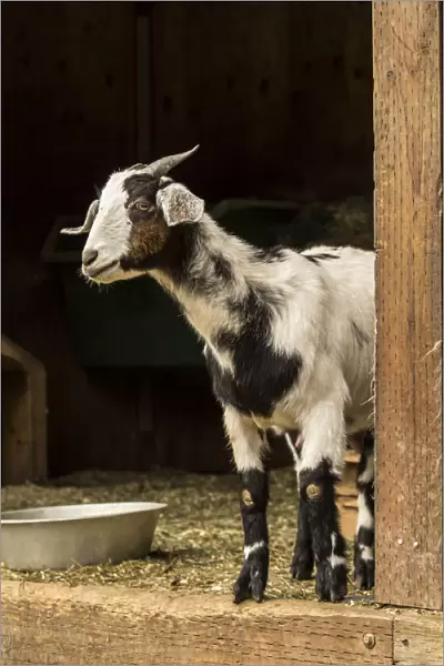 Issaquah, Washington State, USA. Adult doe mixed breed Nubian and Boer goat looking