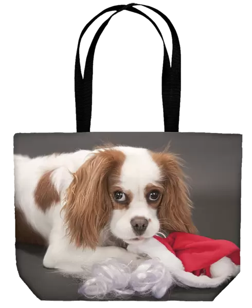 Portrait of a 9 month old Cavalier King Charles Spaniel who is being mischievous