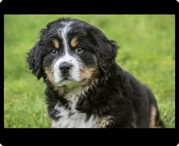 North Bend, Washington State, USA. Ten week old Bernese Mountain puppy sitting in the park