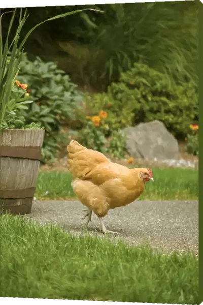 Issaquah, Washington State, USA. Free-ranging Buff Orpington chicken foraging about a backyard