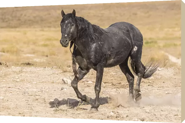 USA, Utah, Tooele County. Wild horse stallion close-up