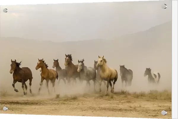 USA, Utah, Tooele County. Wild horses running