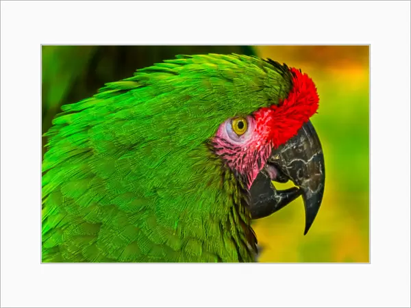 Close-up of green military macaw