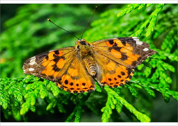Painted lady butterfly, Seattle, Washington State