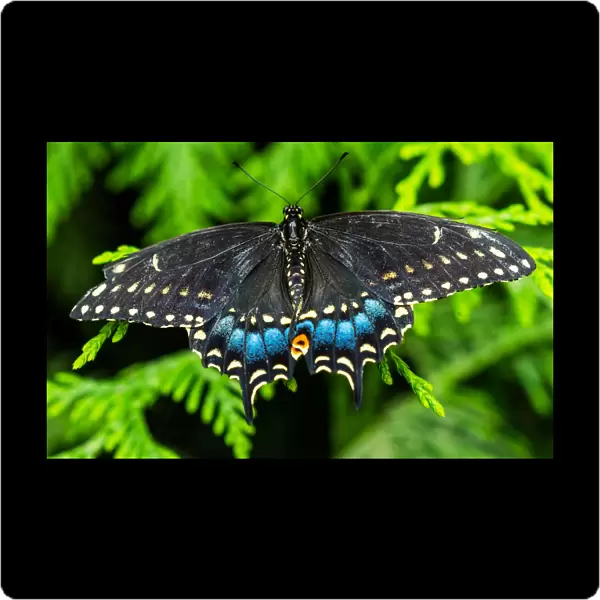 Black swallowtail butterfly. Seattle, Washington State