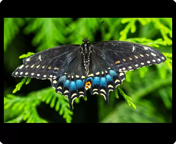 Black swallowtail butterfly. Seattle, Washington State