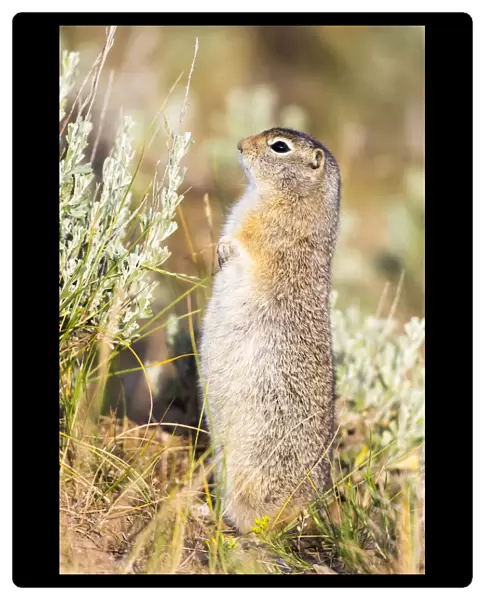 USA, Wyoming, Sublette County. Fat Uintah Ground Squirrel stands on its hind legs in the sagebrush