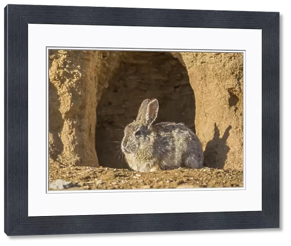 USA, Lincoln County, Wyoming. Cottontail Rabbit sits in front of its den creating