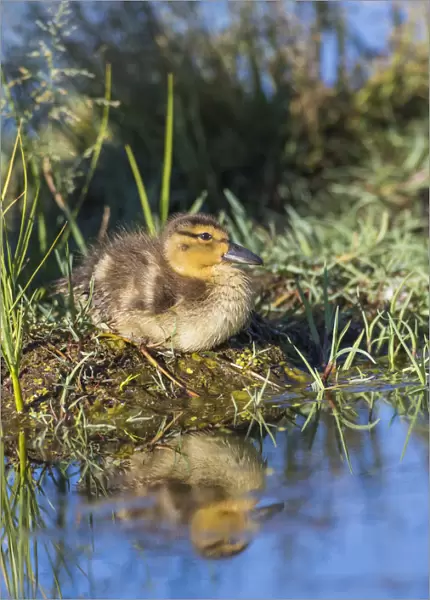 USA, Wyoming, Sublette County. Young duckling resting on a mud flat island while