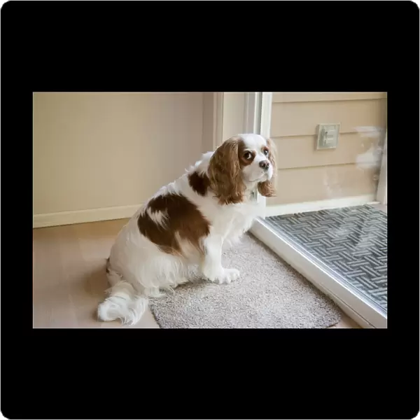 Mandy, a Cavalier King Charles Spaniel, waiting by a sliding glass door to be let out