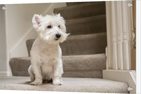 Westie sitting by the stairs. (PR)