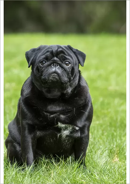 Redmond, Washington State, USA. Portrait of a black Pug. (PR)