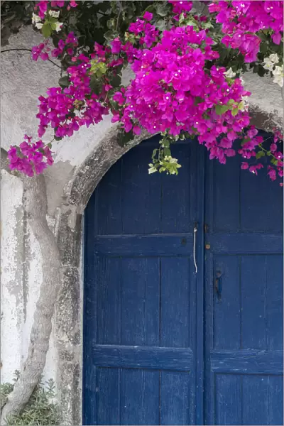 Greece, Santorini. Weathered blue door is framed by bright pink Bougainvillea blossoms