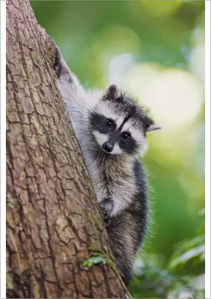Issaquah, Washington State, USA. Juvenile raccoon climbing down a tree at its mothers calling