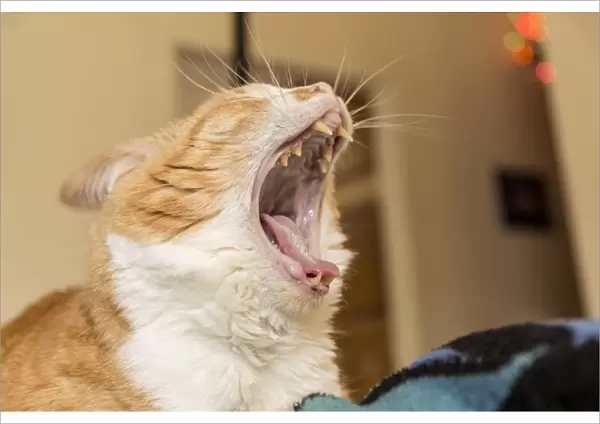 Domestic short-hair cat giving a big yawn and showing off her sharp teeth. (PR)