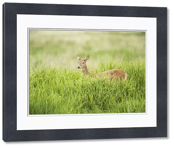 Ridgefield, Washington State, USA. Columbian white-tailed deer in Ridgefield National