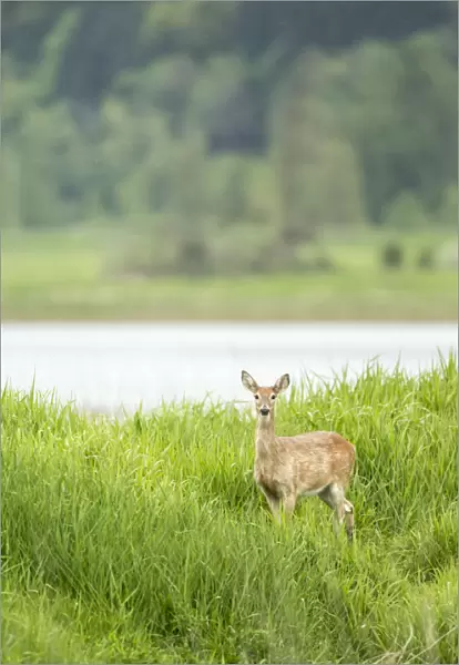 Ridgefield, Washington State, USA. Columbian white-tailed deer in Ridgefield National