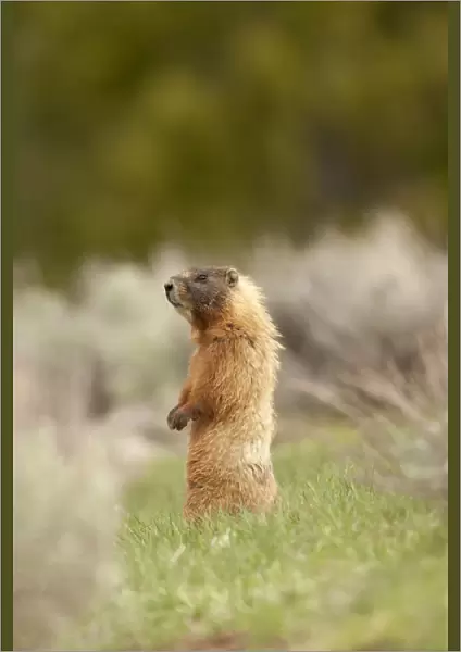 Yellowstone National Park, Wyoming, USA. Yellow-bellied marmot standing on its hind legs