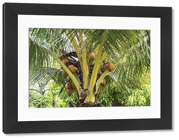 Kosrae, Micronesia. Ripe coconuts growing on a coconut tree