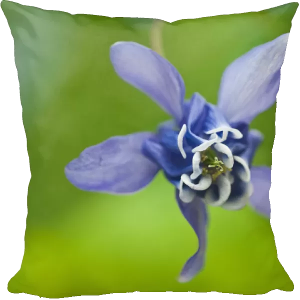 Canada, Manitoba, Winnipeg. Blue columbine flower close-up