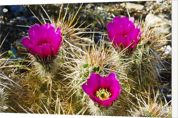 Engelmann Hedgehog cactus (Echinocereus engelmannii) in bloom in Plum Canyon, Anza-Borrego