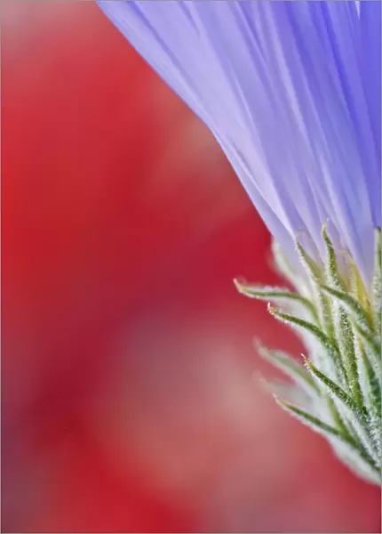USA, California, Mojave Desert. Mojave aster flower close-up
