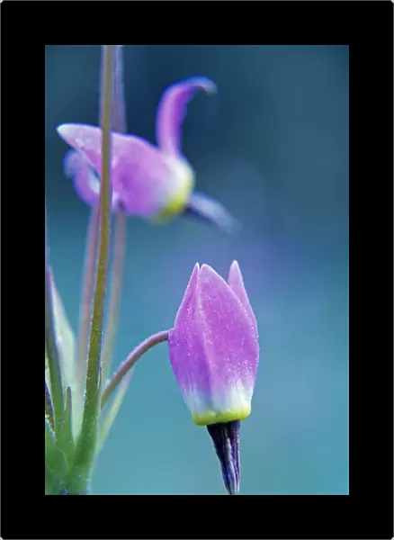USA, California, Sierra Nevada Range. Shooting star flower close-up