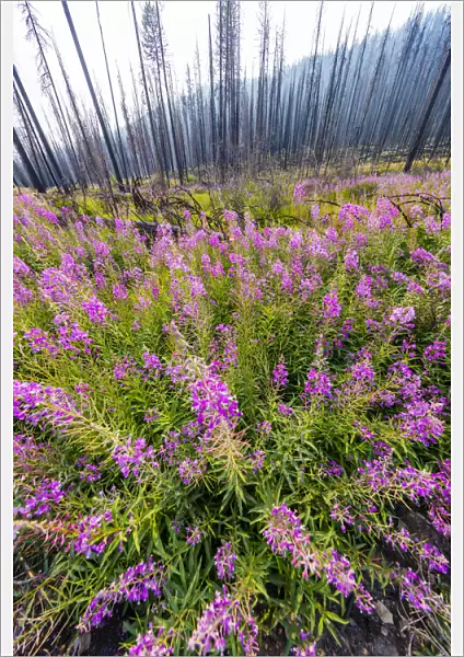 Fireweed filling in after wildfire near Missoula, Montana, USA