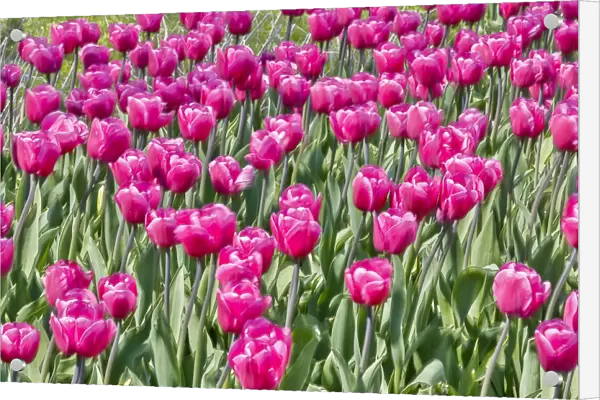 USA, Pennsylvania, Kennett Square. Pink tulips