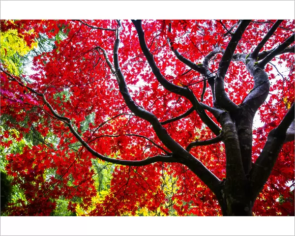 Bremerton, Washington, Ebony trunk, red maple tree
