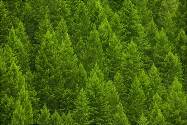 USA, Idaho. Pine trees in Sawtooth Range