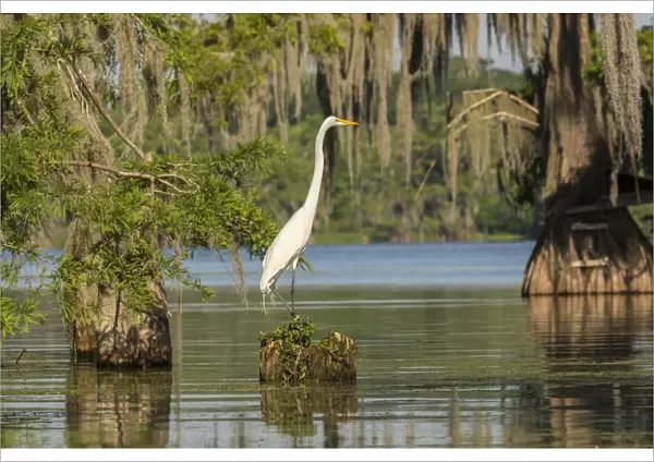 USA, Louisiana, Lake Martin. Great egret on stump