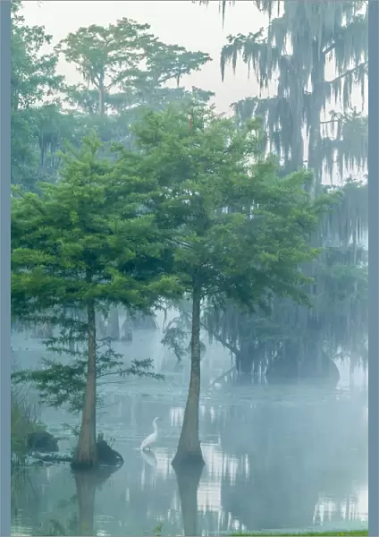USA, Louisiana, Lake Martin. Foggy sunrise on swamp and great egret. Credit as: Cathy