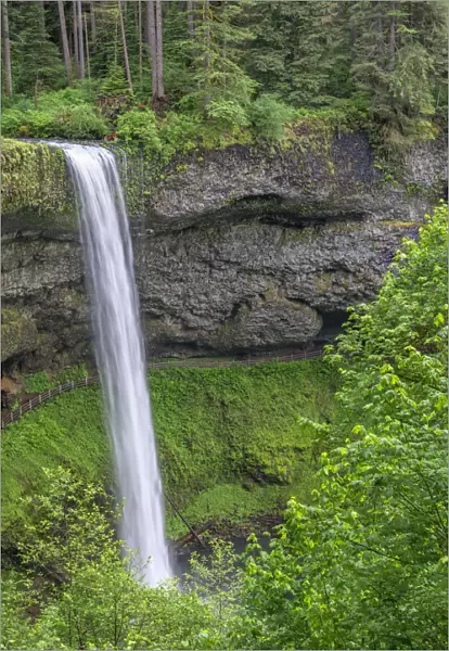 USA, Oregon. Silver Falls State Park, spring flow of South Fork Silver Creek plunges