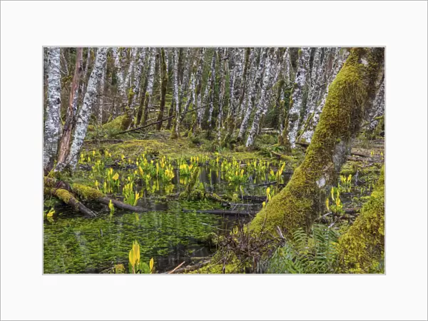 Skunk cabbage and alder forest in the Sol Duc Valley of Olympic National Park, Washington State