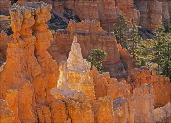 Utah, Bryce Canyon National Park. Queens Garden, Queen Victoria formation