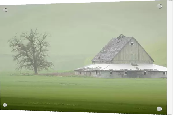 USA, Washington State, Palouse. Barn and tree in fog