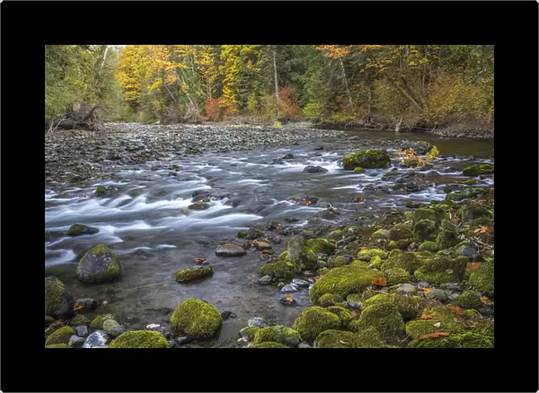 USA, Washington State, Olympic National Forest. Fall forest colors river. Credit as
