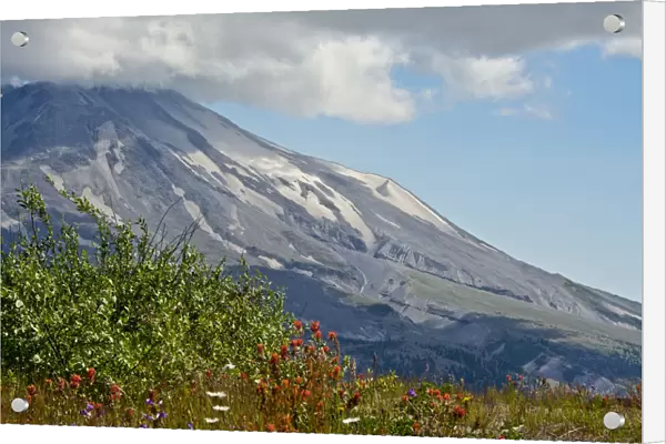 Indian paintbrush, Mount St. Helens National Volcanic Monument, Washington State, USA