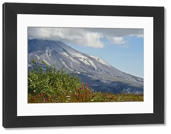 Indian paintbrush, Mount St. Helens National Volcanic Monument, Washington State, USA