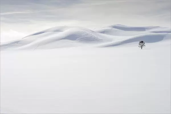 USA, Wyoming, Yellowstone National Park, winter, lone tree